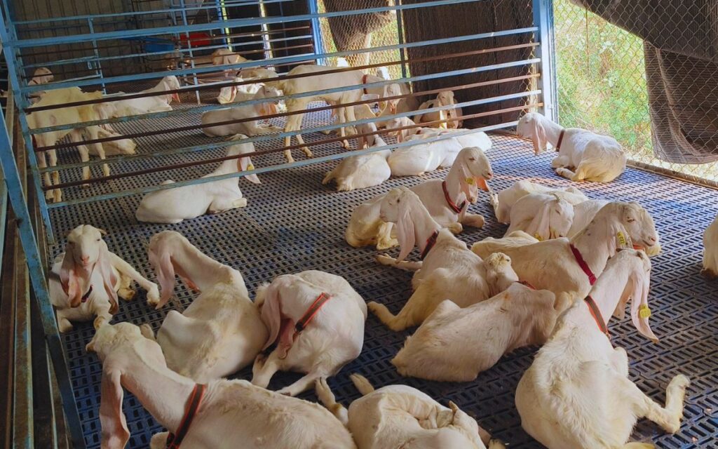 बकरी पालन लोन 2026: कौन ले सकता है और कैसे?